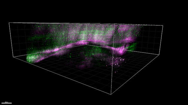 DEEPscope Animation